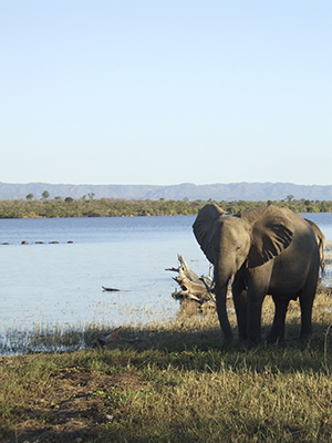 Elephant at Lake Kariba